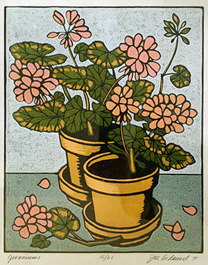 Geraniums